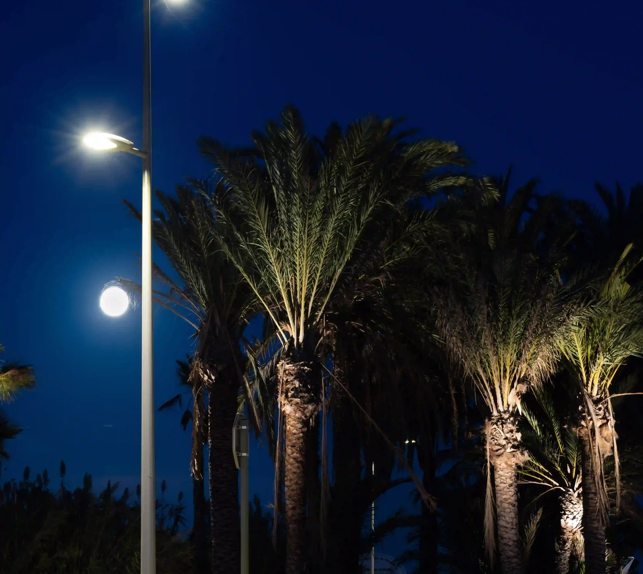 Candélabres LED et projecteurs de sol mettant en valeur les palmiers à Hyères